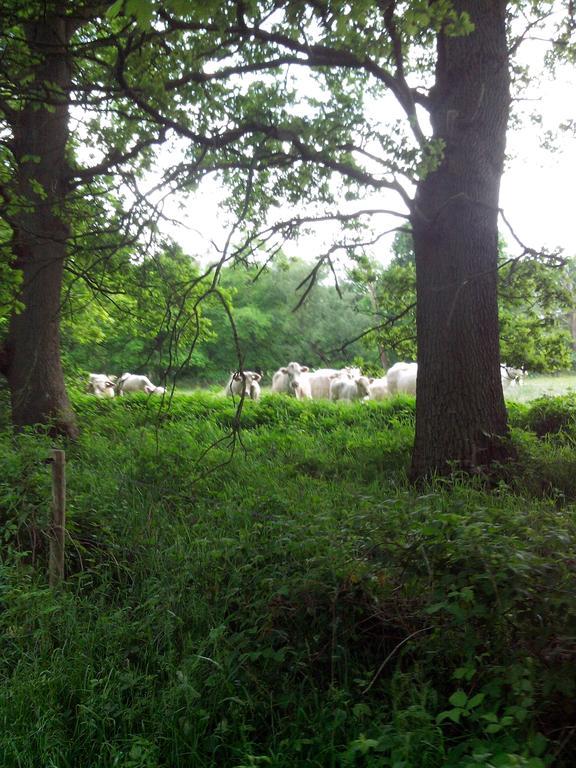 Appartamento Bed En Breakfast Westerwolde Sellingen Esterno foto